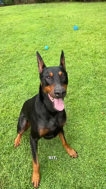 A little solider 🫡 #dobermanpinscher #doberman #dobie #dogtricks #DogTraining 