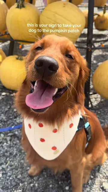 bonus points if you get @The Deluxe Pup - TDP pumpkin bandana to match!! on sale