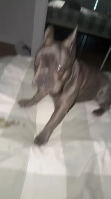 I’m done with this dog