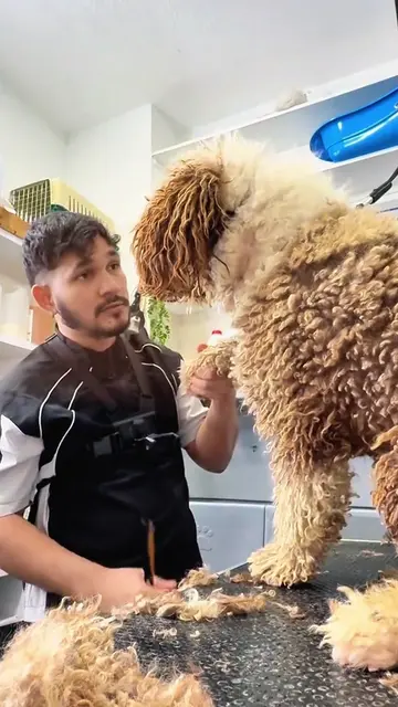 #victorthegroomer #peluqueriacanina #doggrooming #matteddog #perros 