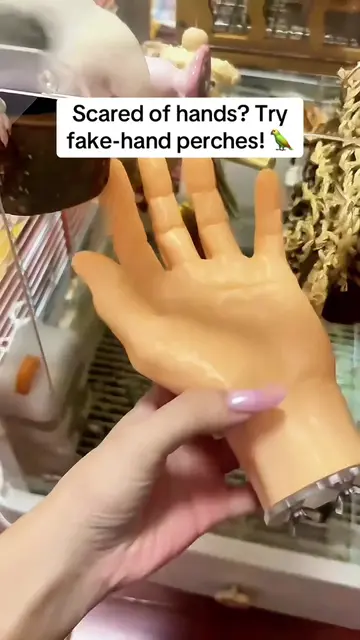 If your parrot is hand‑shy and refuses to step up, place a few fake hands inside