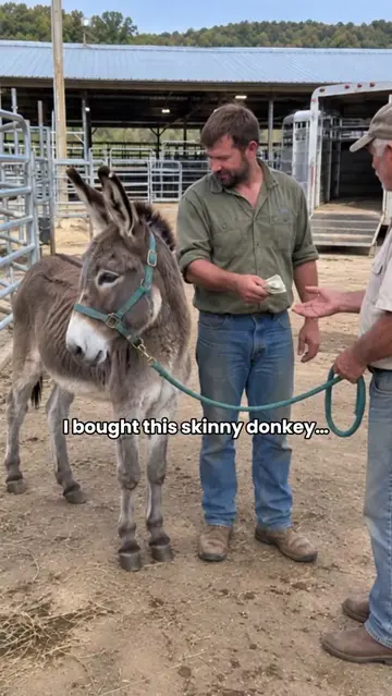 He bought a skinny donkey and gave him a safe place to sleep. But every evening,