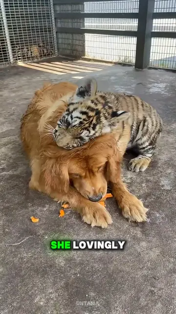 These Tigers Still Listen to Their Dog Mom 🥹🐯🐶 . . . #foryou #dogsoftiktok #a