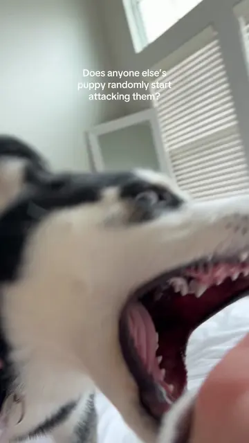 Send help 😭 #puppy #husky #dogsoftiktok #kiaandkya #puppybiting 