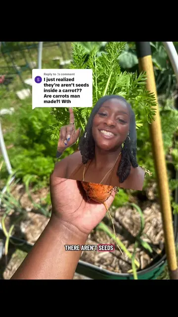 Replying to @. #greenscreen Carrots do in fact have seeds #VegetableGardening 