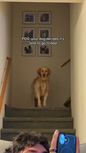 Guys it’s 9:01… that’s bedtime? #dog #golden #funny #fyp #cutedog 