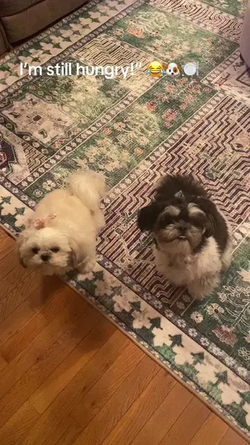 #creatorsearchinsights #dogvideostrend #cutevideostomake #dogsoftiktok #PetsOfTi