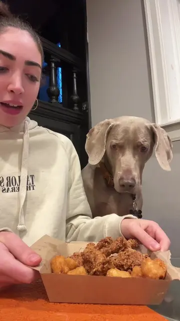 he loves fried chicken #dogs #dogtok #dogsoftiktok #cutedog #fyp 