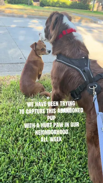 what a day rescuing this sweet angel!!!! It truly took a village of angels to he