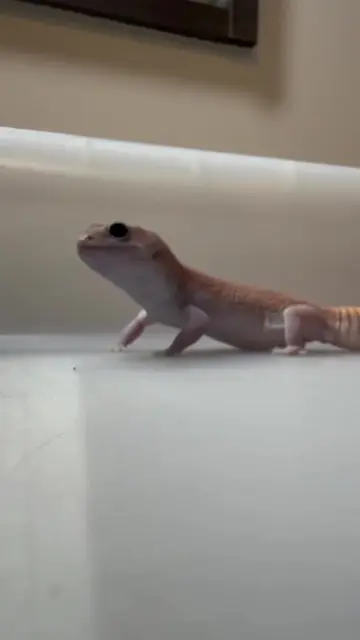 Jurassic Park gecko 😆 "Lagerthea" ♀ Ghost Patternless #leopardgecko #jurassicpa