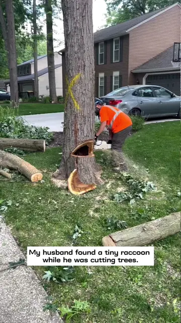 My husband found a tiny raccoon while he was cutting trees and then…#rescue #ani