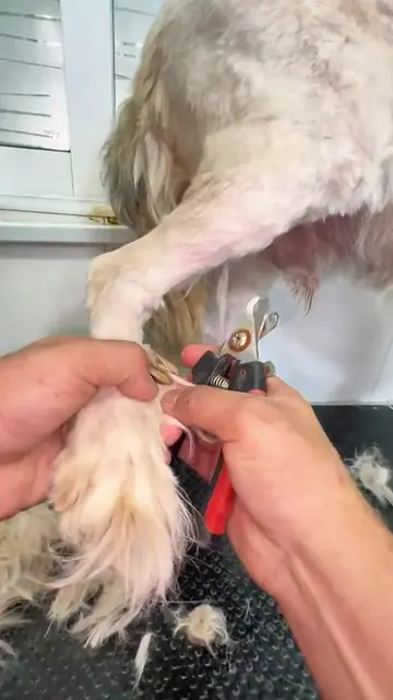 #victorthegroomer #peluqueriacanina #doggrooming #matteddog #perros