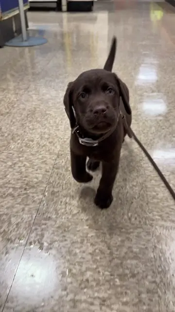 First checkup complete! 🩺🤎 Charlie weighed in, made some friends in the lobby,