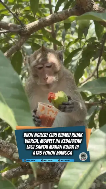 Momen unik dan tak terduga terekam oleh warga dimana seekor monyet kedapatan den