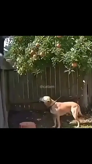 If your dog does this to you...😭😅 #dogmemes #usatiktok🇺🇸 #for #funny #dog 