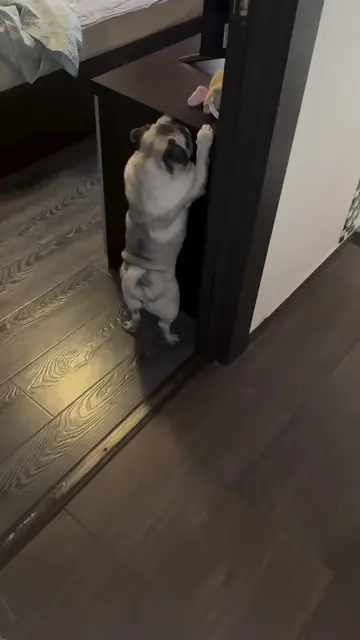 Mom can you just help me get my toy 🧸 😂. #toy #pugpup #playtimefun #fun #puggy