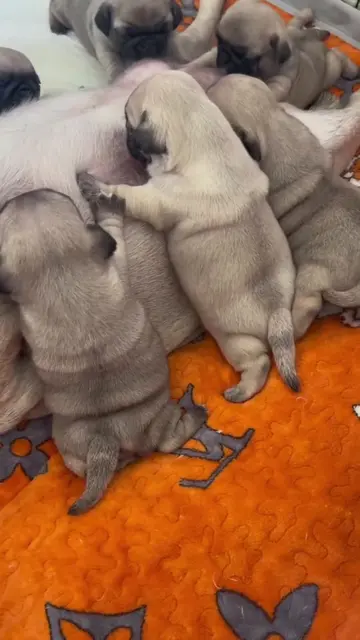 New litter of pug puppies… we are open for reservations. #reservationdogs #reser