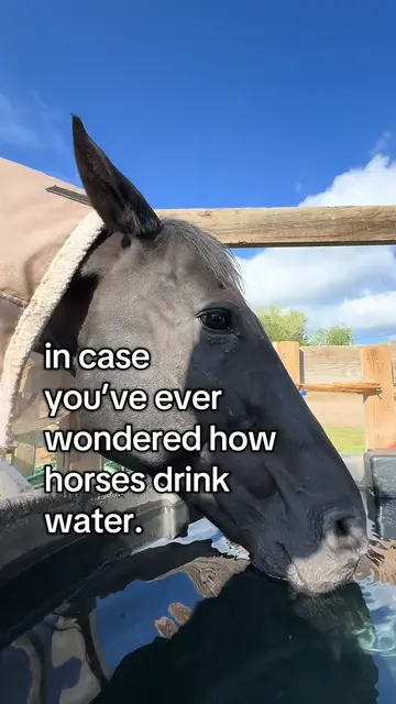 WATER VACUUMS #horsetok #horselife #horsesoftiktok #fyp #drinking 