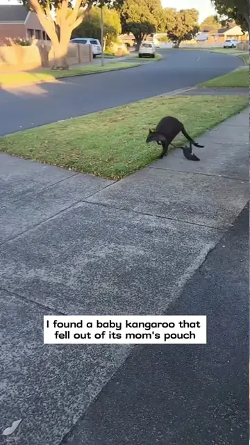 I found a baby kangaroo that fell out of its mom’s pouch and then…#rescue #anima