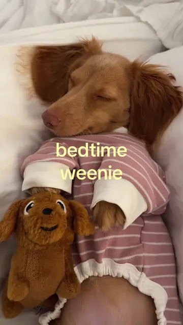 sleepiest girl in the world 🧸 #dachshund #minidachshund #doxie #weeniedog #dach