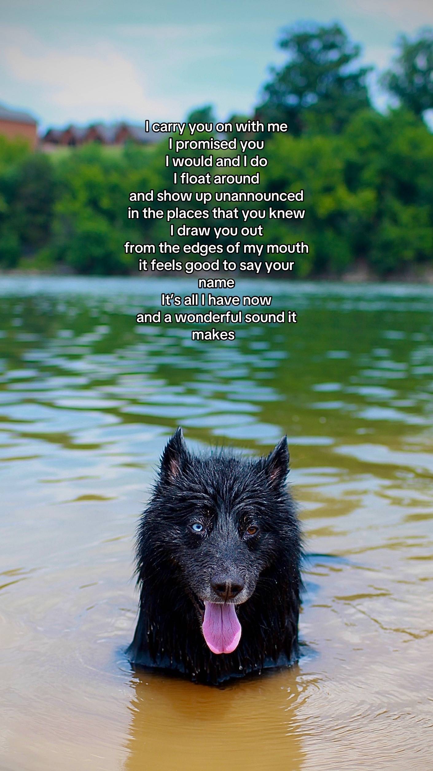 #petgrief #souldog 