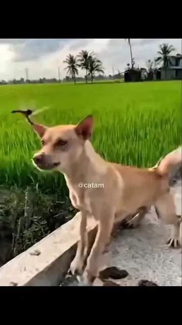 wait for end 😂😞  #dog #for #usatiktok🇺🇸 #dogmemes #viralvideos 