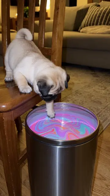Unicorn paint turned Lucas into pure magic 🦄🌈✨ Made with @higgsfield.ai  #pug 