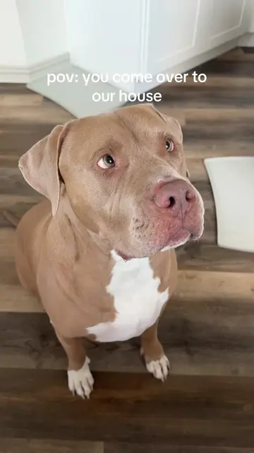 Baloo wants all the tea and wants to be as involved as he can be when you’re her