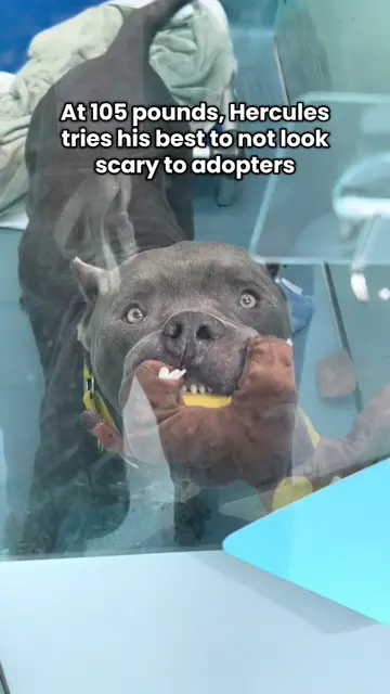 Hercules (265184) is adoptable from Queens ACC! Hercules’s Bio: https://nycacc.a