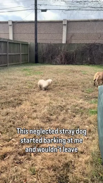 Rescuing this sweet baby was the best thing that has ever happened to us!🥹 #dog