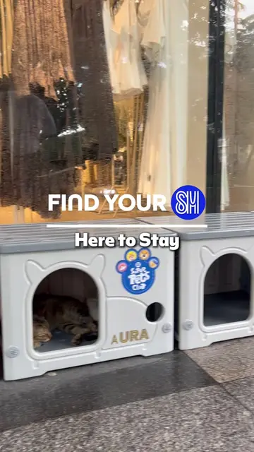 POV: It’s raining, and these furry neighbors have their own place to stay. 🌧️🐱