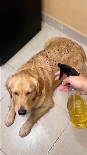 DIY Dog Spray  A Simple Homemade Solution for Fresh Clean Skin & Fur