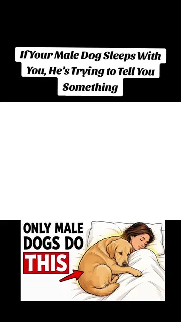 If Your Male Dog Sleeps With You, He’s Trying to Tell You Something | #DogSleep 
