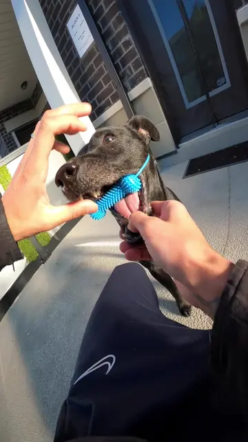 Don’t wait until dental problems become a bigger issue. Start taking your dog’s 