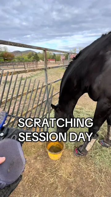 did you guess right?? #horsetok #horsegirl #horselife #horselove #cutiepie 