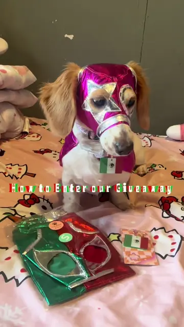 200 followers giveaway! 🩷🇲🇽 Join Chi Doxie Mamis this Sunday, September 27 at
