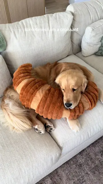 all of the above #reefthegolden #goldenretriever 