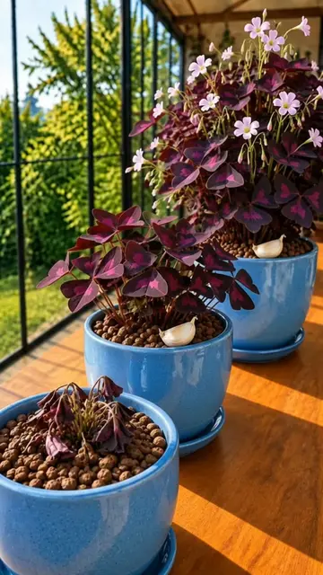 Growing Oxalis Triangularis With Garlic 💜🧄 Purple Oxalis already looks unreal,