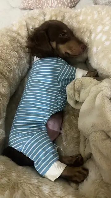 just getting comfy🧸🤎 #dachshundsoftiktok #dachshundpuppy #doginfluencer #dogto