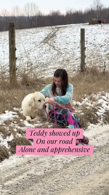 Teddy’s journey ❤️ 🐾 #rescuejourney #dogrescue #teddythepyranees #fyp #foryoupa