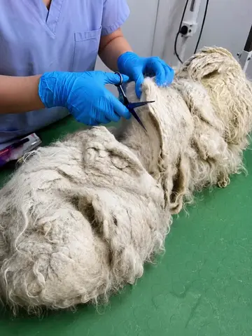 信じられないほどの犬のトリミング・ビフォーアフター ..#petgrooming #doggrooming #catgrooming #petspa #dogh