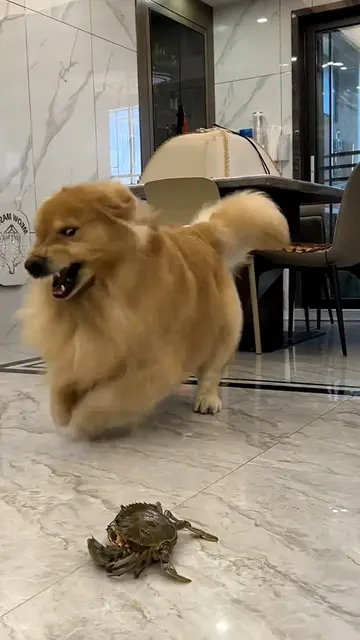 🐕🦀 #dogsoftiktok #GoldenRetriever #fyp #viral #PetsOfTikTok 