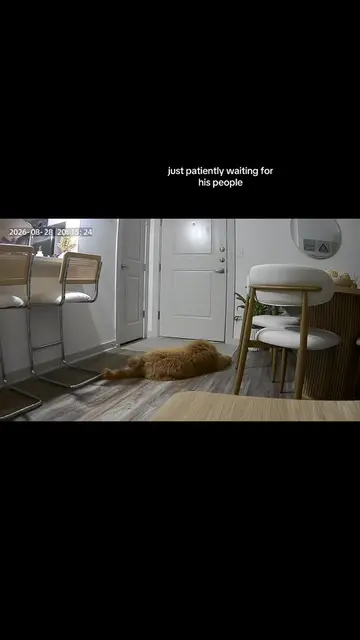 truly the best pup #minigoldendoodle #dogsoftiktok #dogmom #puppy #fyp 