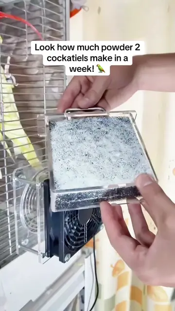 Cockatiels produce lots of fine powder. This dust collector catches all the parr