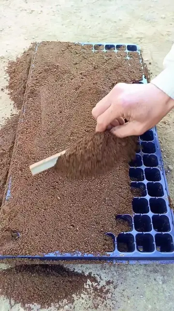 How to use seedling tray by filling treated cocoa peat or peat moss as the plant