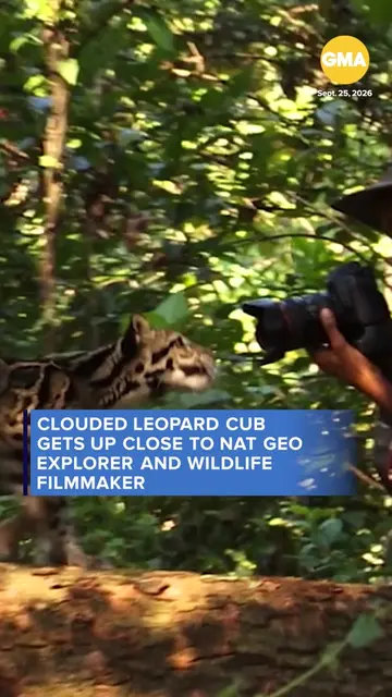 Cutie close-up! A clouded leopard cub got up close and personal with Nat Geo Exp