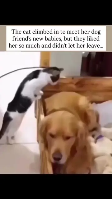 The cat climbed in just to meet her dog friend’s new babies… but what she didn’t