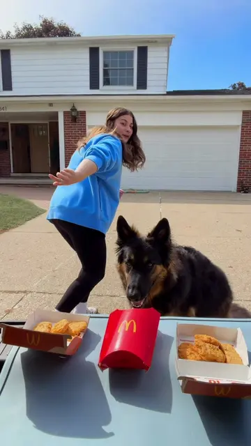 Rock paper scissors SHOOT  #RockPaperScissors #DogTok #GermanShepherd #DogChalle