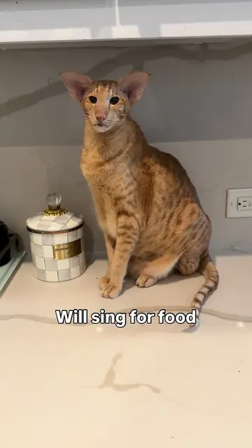 Keebler is such a great duet partner we made a smash hit on our first try! 