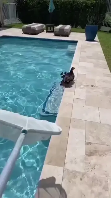 Duckling Rescue 🦆😂🥰🫶🏼❤️ author unknown